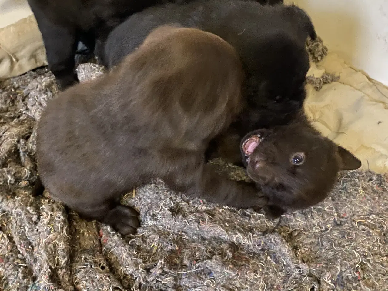 Billede 5 - Labrador hvalpe 