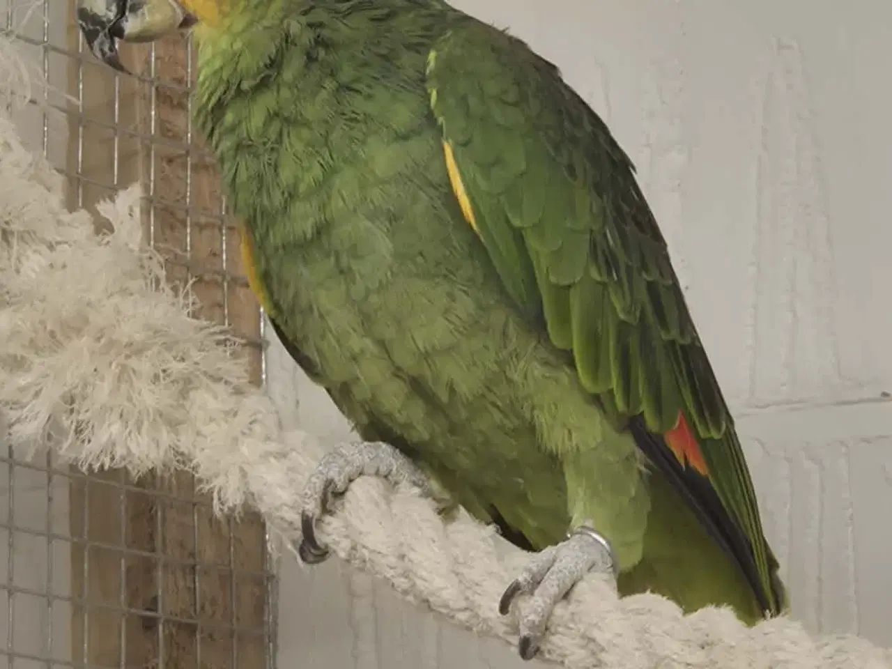 Billede 9 - 2 x Grå jaco & 1x Venuezela -papegøjer fælles hjem