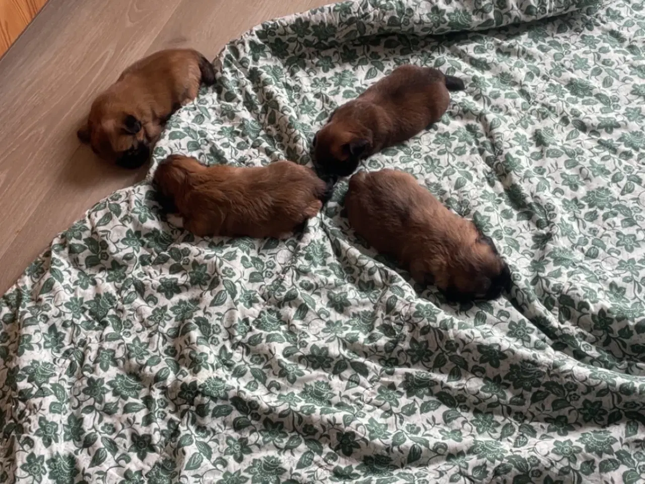 Billede 5 - Hvalpe- shizu/lhasa apso