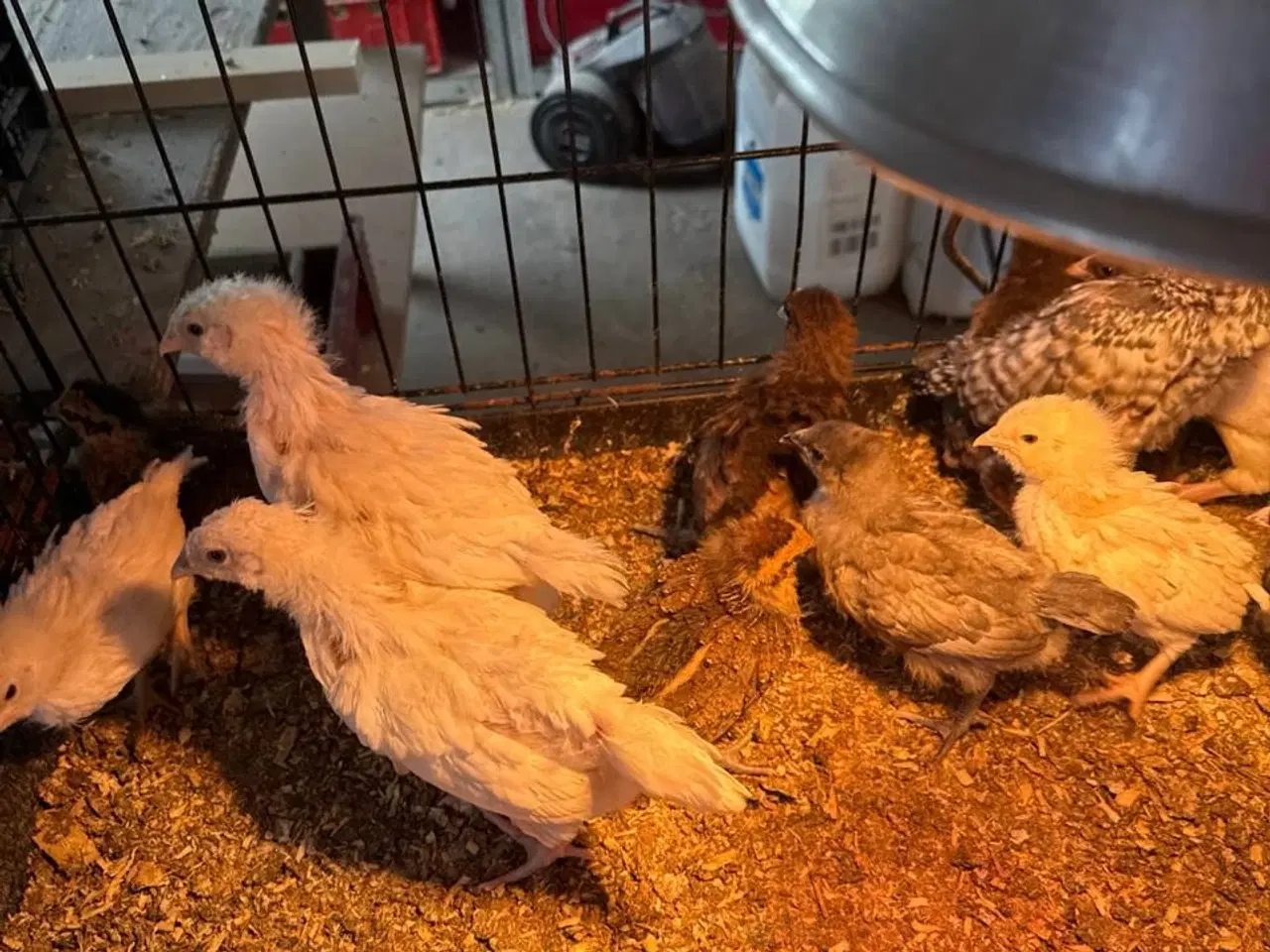 Billede 4 - 10 rugeæg kylling til salg Zone Varde. 