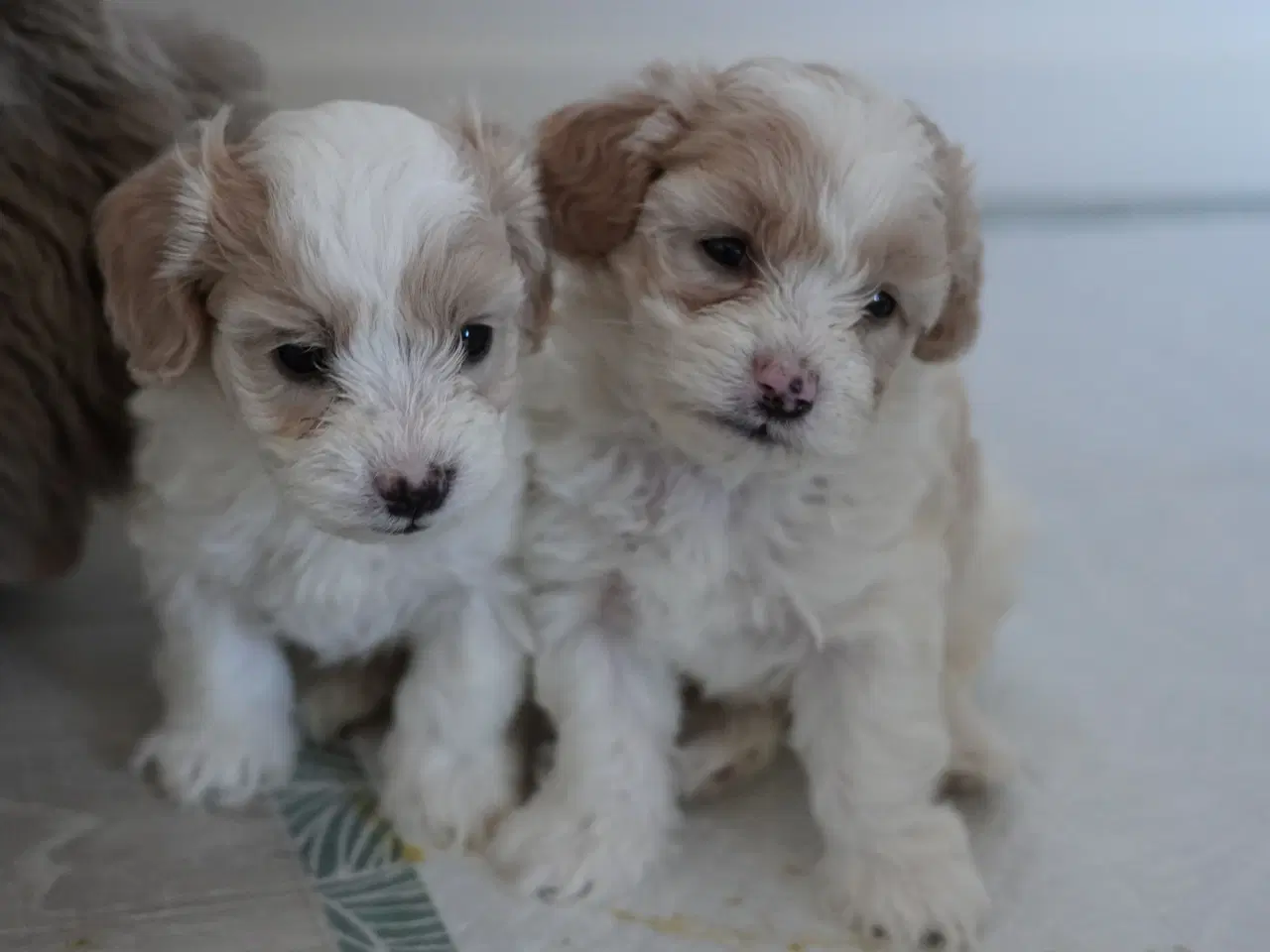 Billede 12 - Coton poo hvalpe