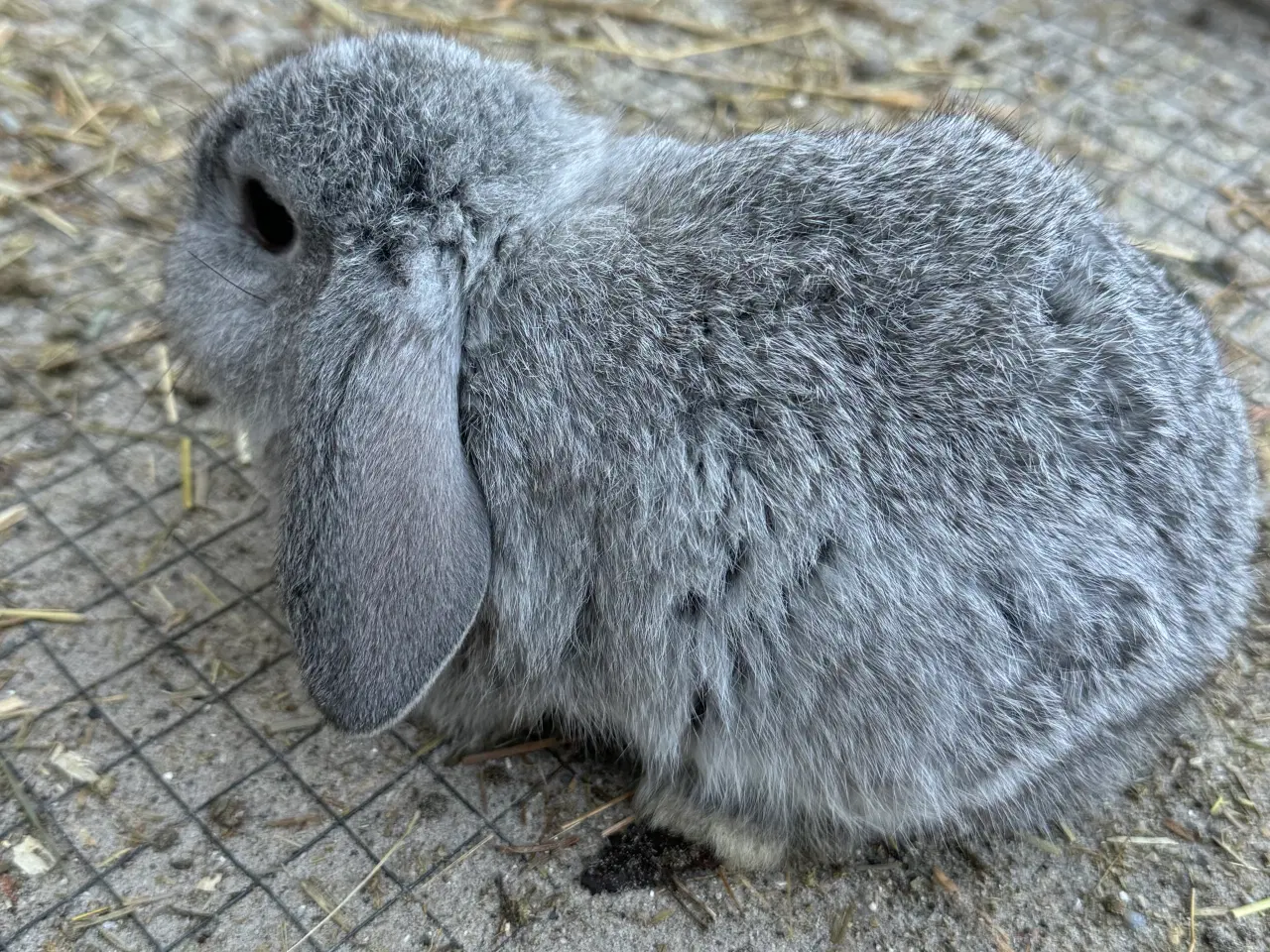 Billede 2 - Mini lop Minilop 