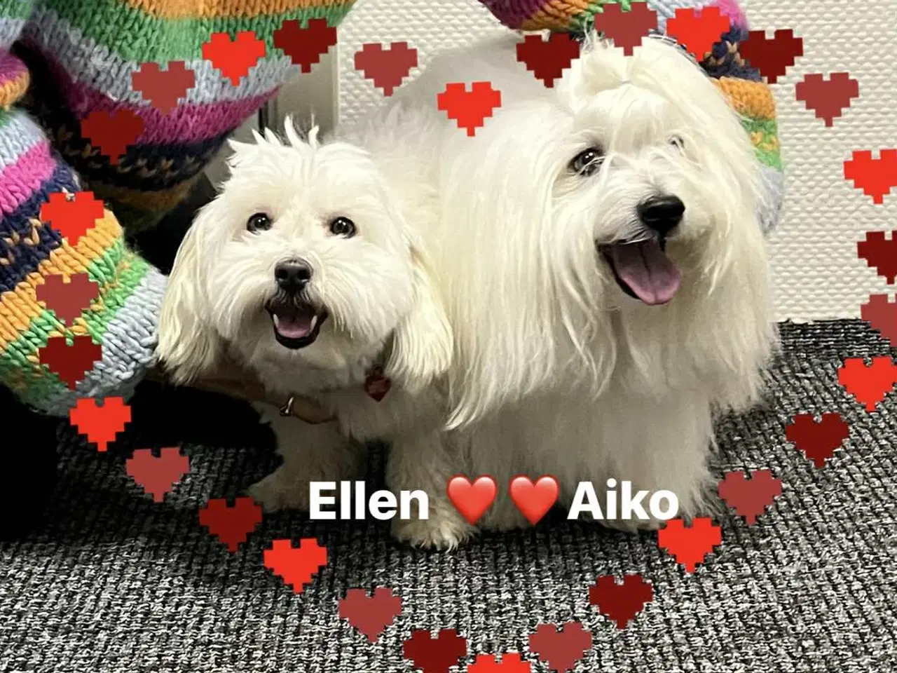 Billede 1 - Coton de Tulearhvalpe