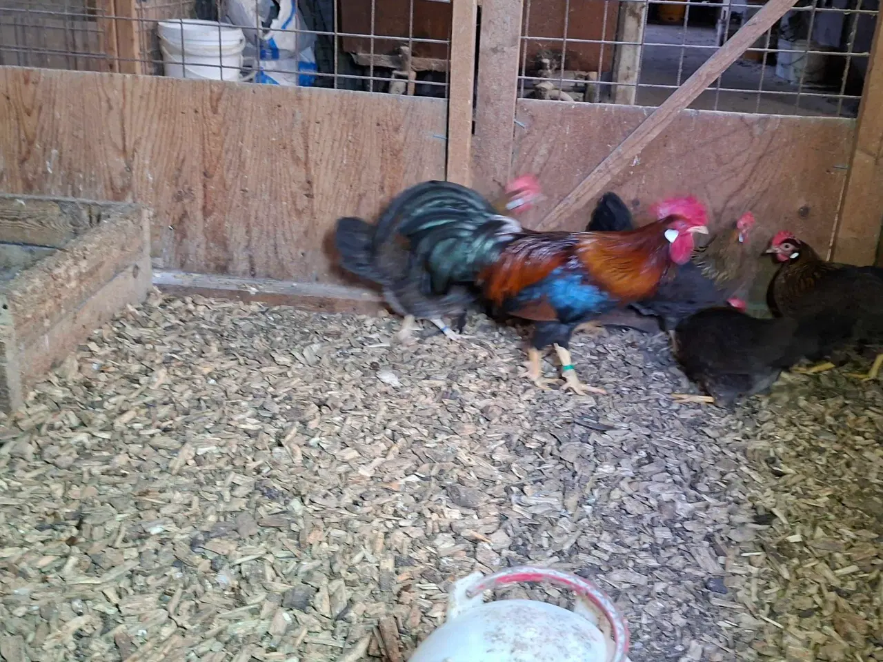 Billede 4 - D værghøns