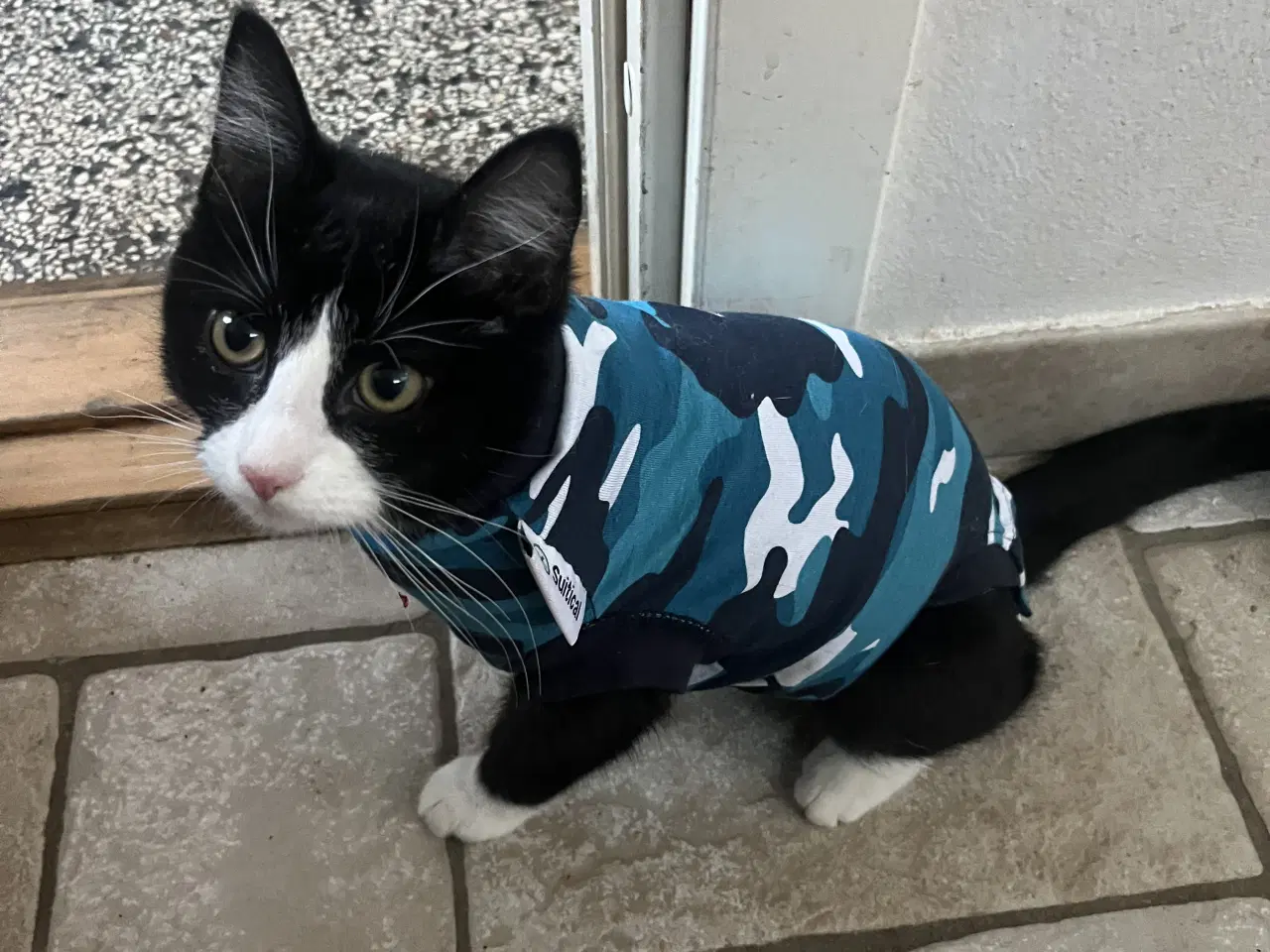 Billede 4 - 2hun katte