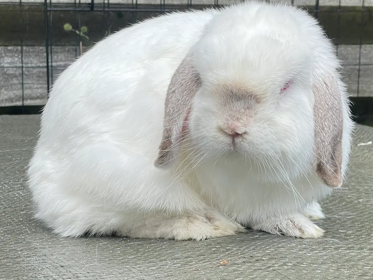Billede 5 - Mini lop han inkl. løbegård, indhegning m.m. 