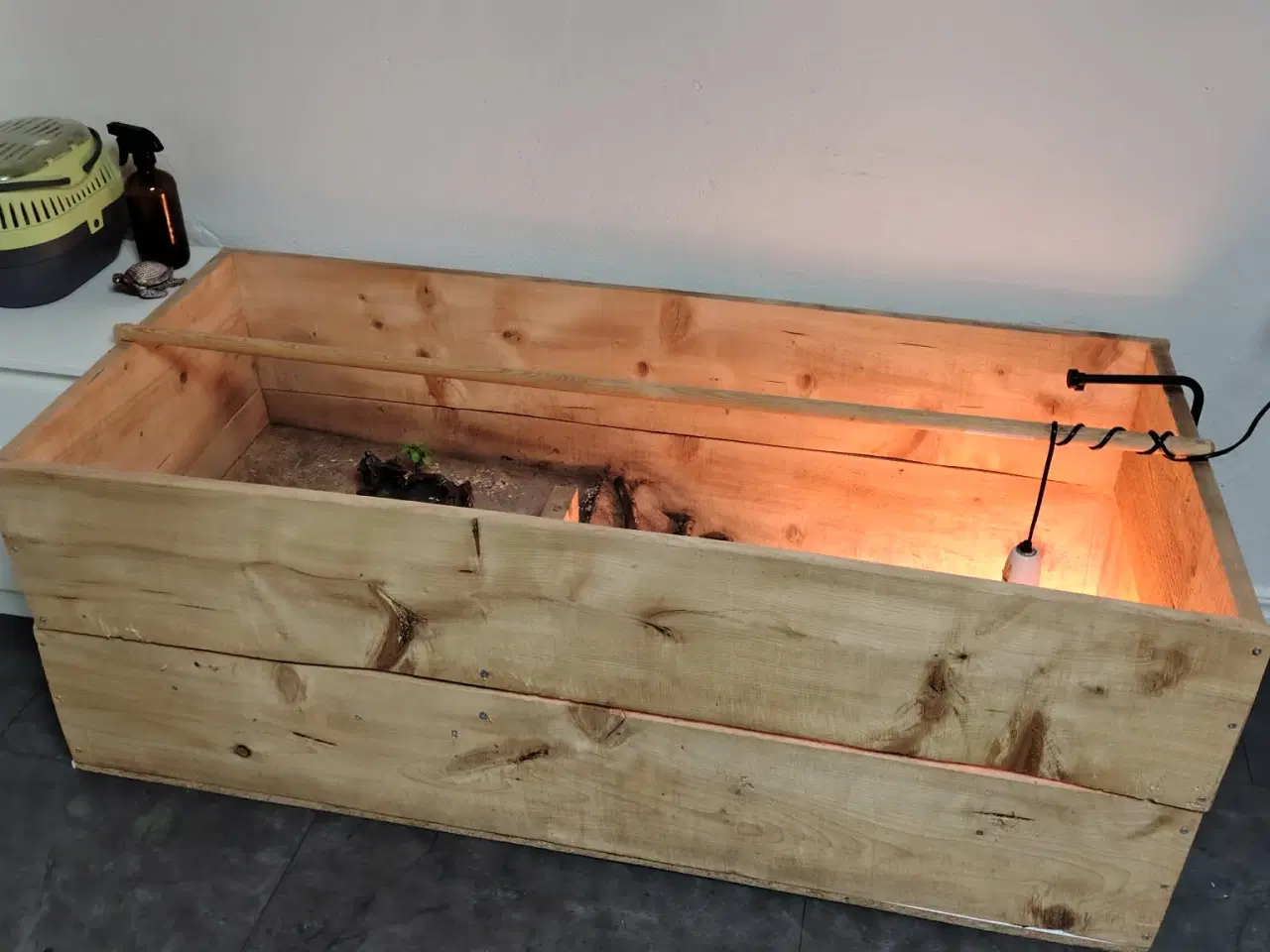 Billede 4 - Græsk landskildpadde han på 5 år