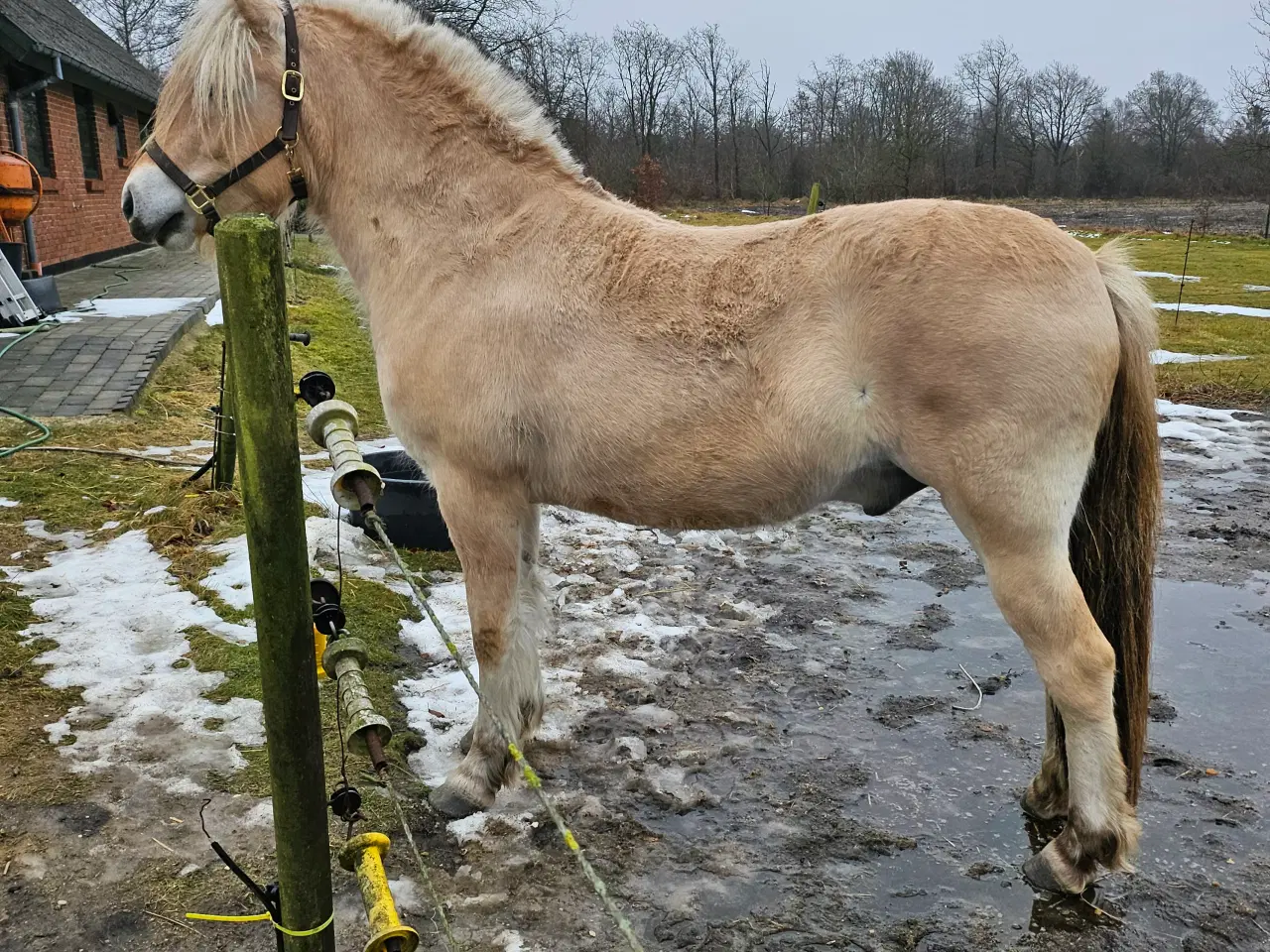 Billede 1 - 3-års fjordhest 