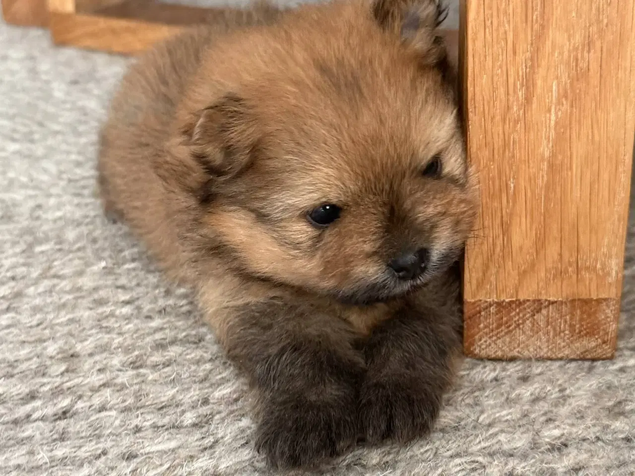 Billede 3 - POMERANIAN HUNDEHVALPE