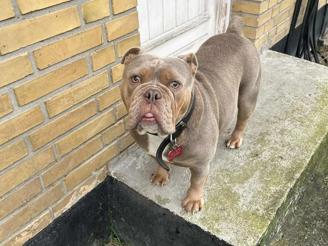 Billede 1 - Old english bulldog tæve sælges 