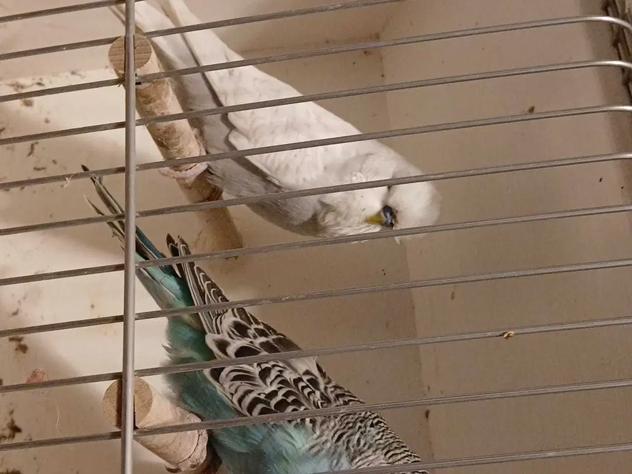 Billede 7 - 9 engelske undulater 