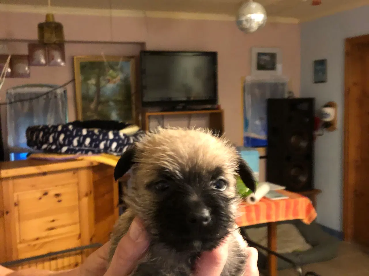 Billede 5 - Cairn Terrier hvalpe