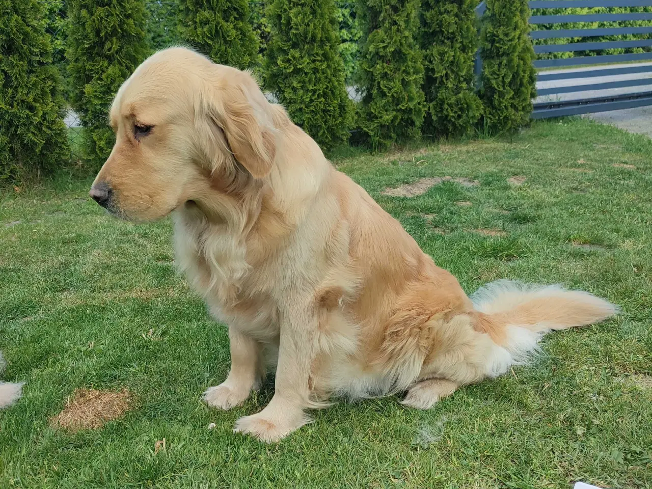 Billede 14 - Golden Retriever Hvalpe 