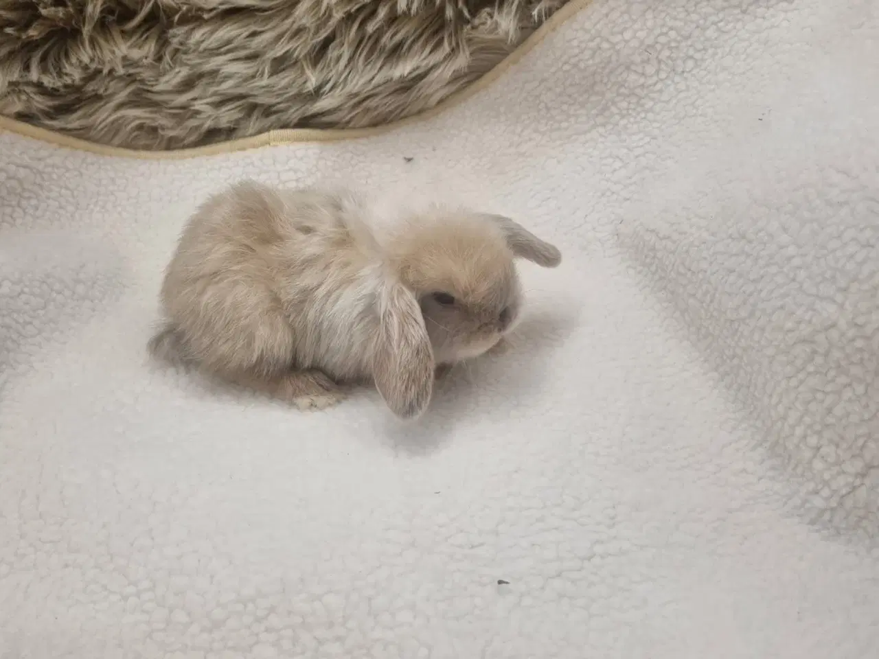 Billede 4 - Mini lop dværgkanin unger