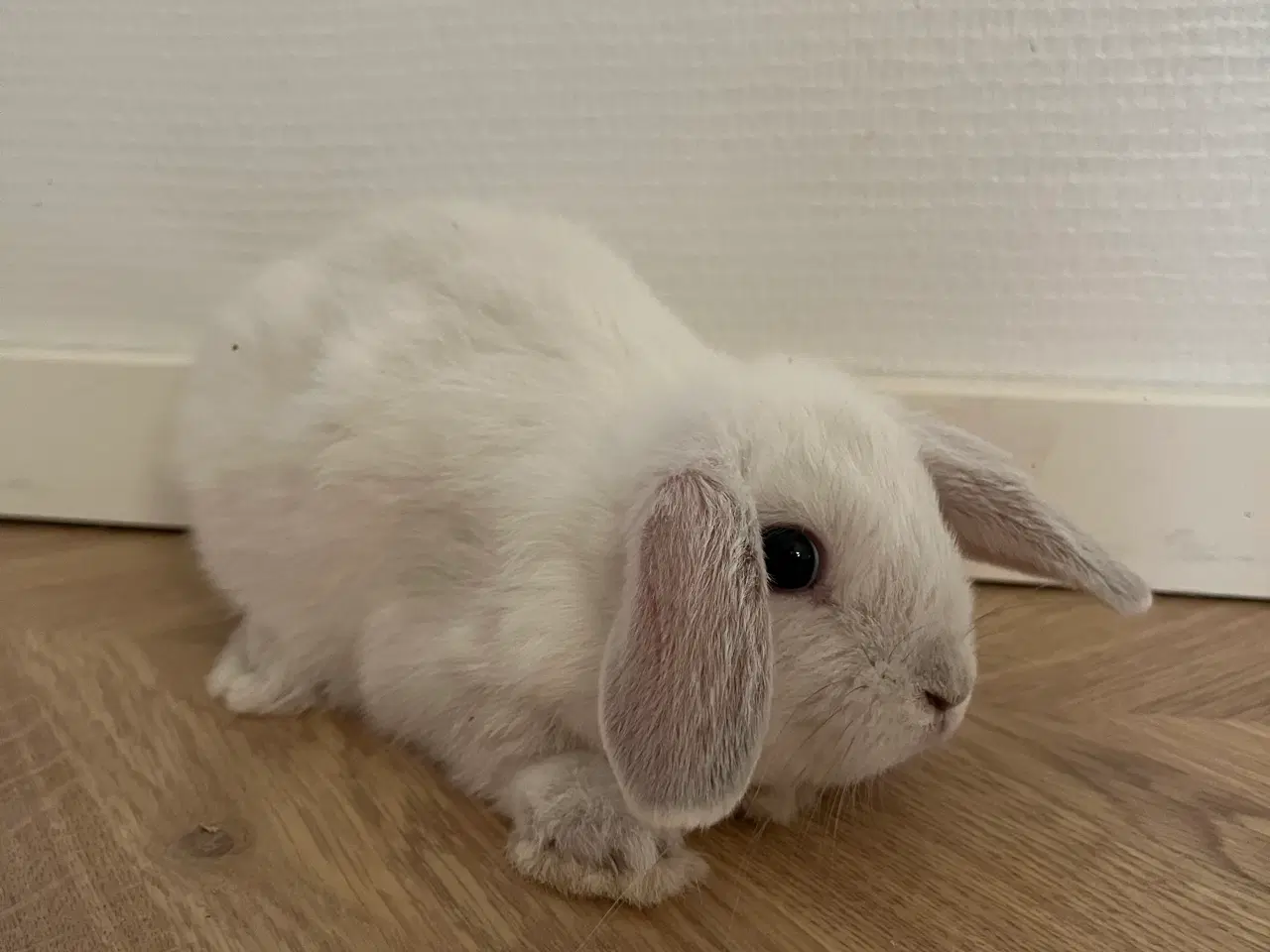 Billede 2 - Minilop kaninunger 9 uger 