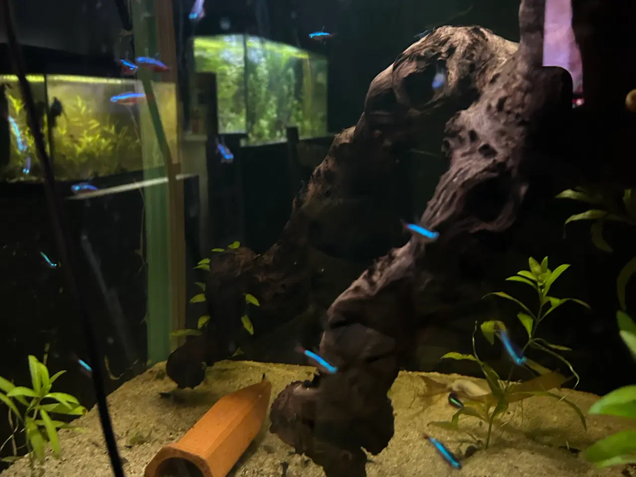 Billede 2 - 🐠❤️ Rød Neonfisk – glade og aktive stimefisk