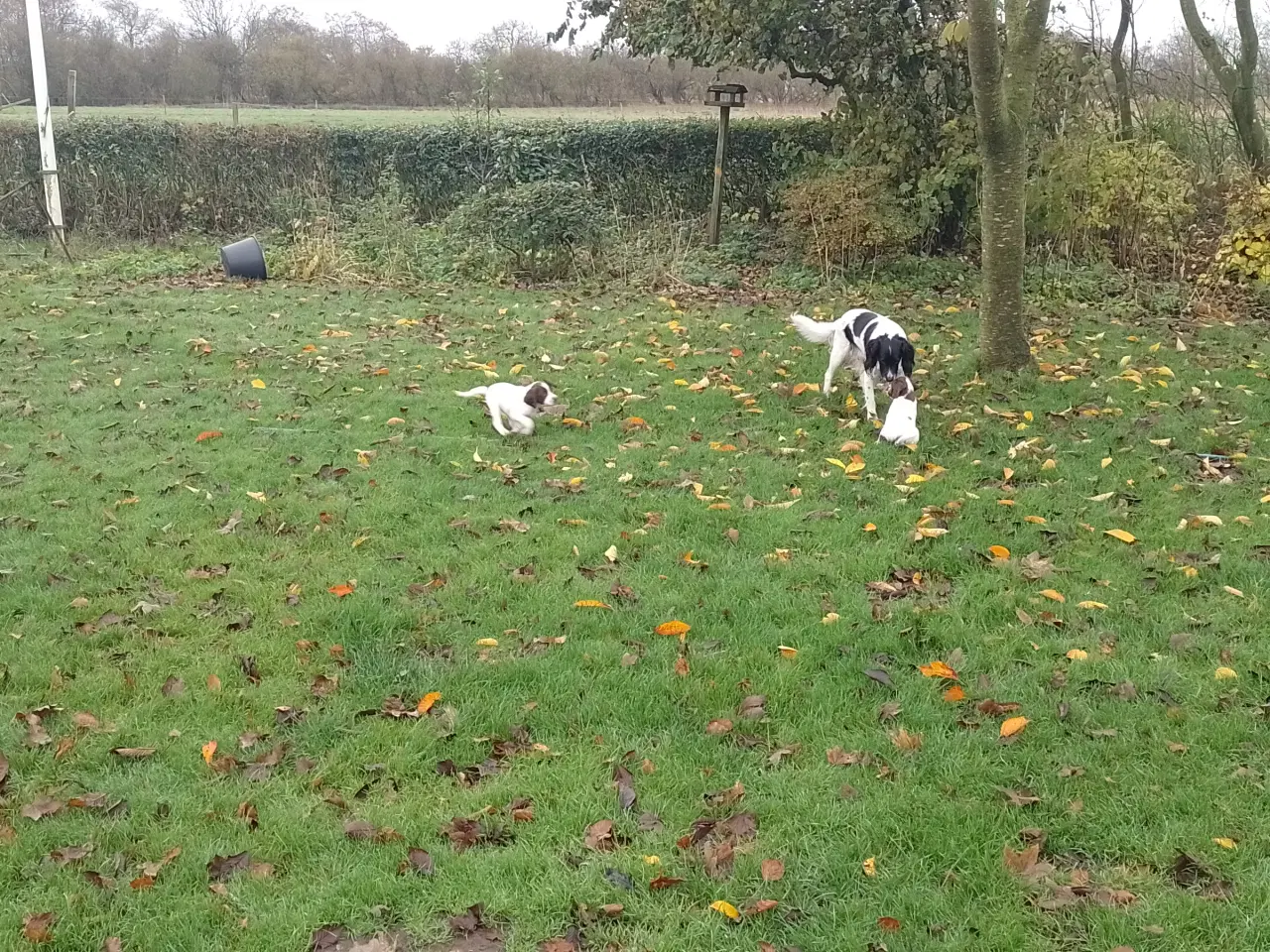 Billede 10 - Ft. Springer spaniel