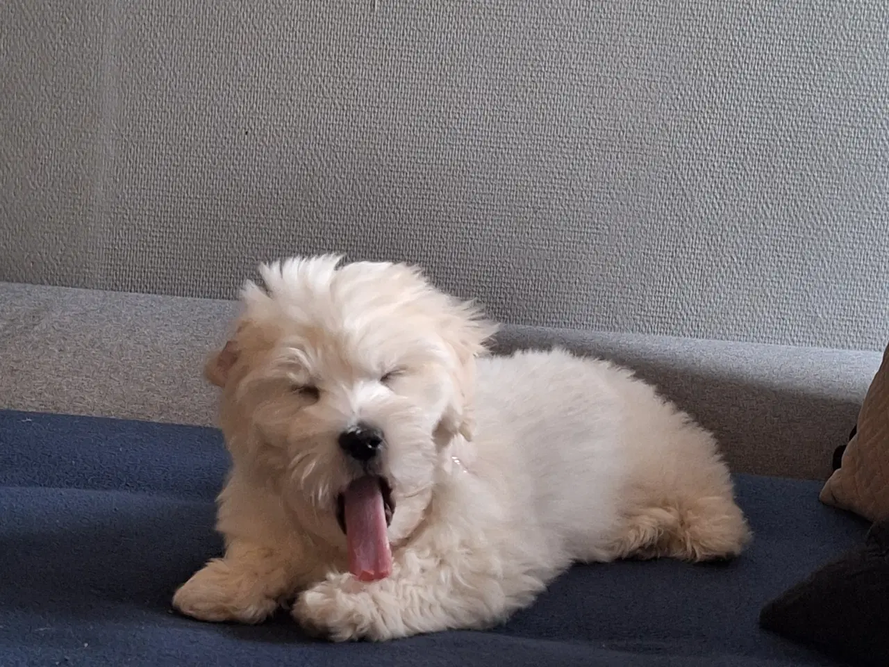 Billede 4 - Coton de tulear / bomuldshund