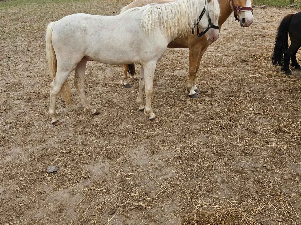 Billede 3 - Cremello hingst 1 år