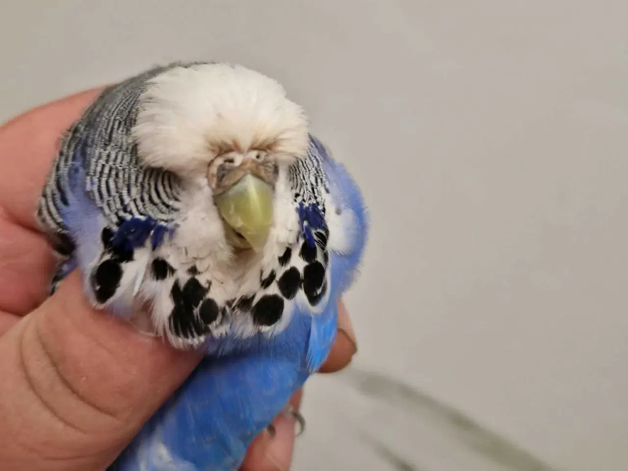 Billede 7 - Engelsk undulat hunner