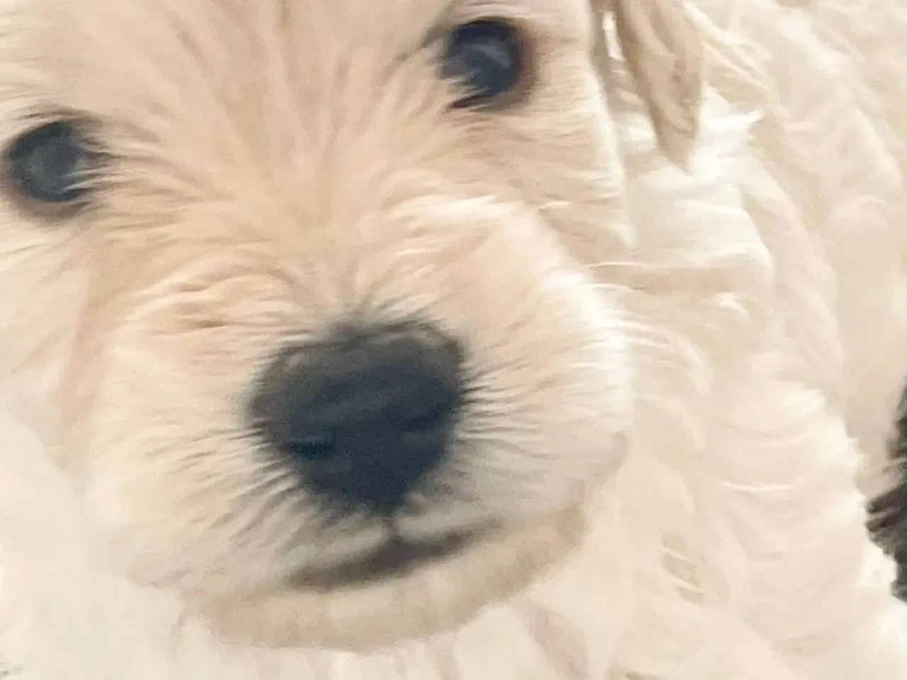 Billede 2 - Mini-labradoodle sælges