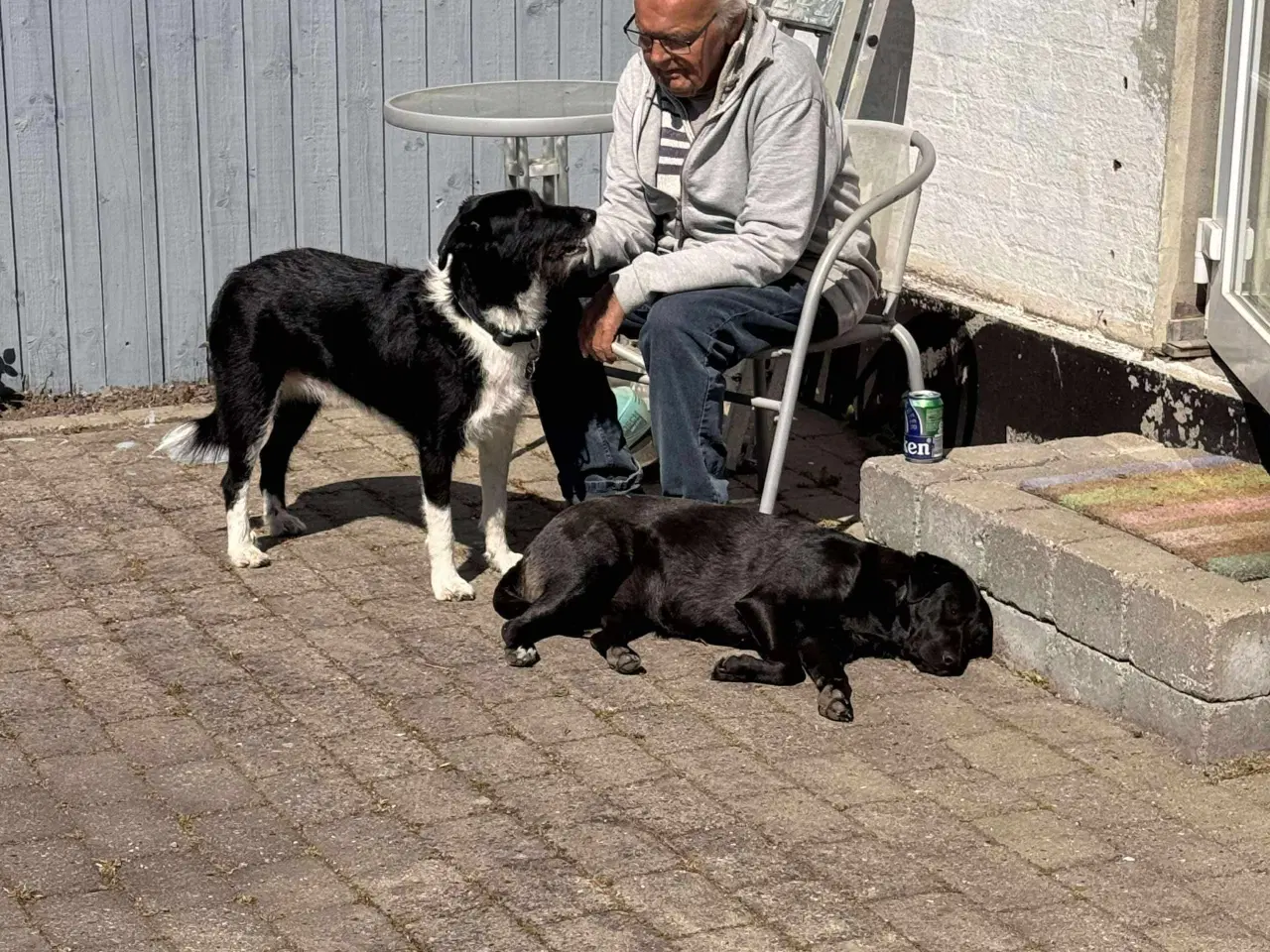 Billede 5 - Dejlige Bella leder efter hjem med hundeven 🫶