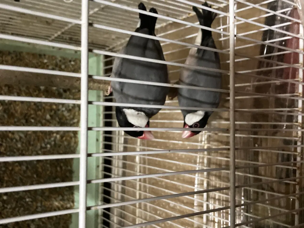 Billede 3 - Risfugler