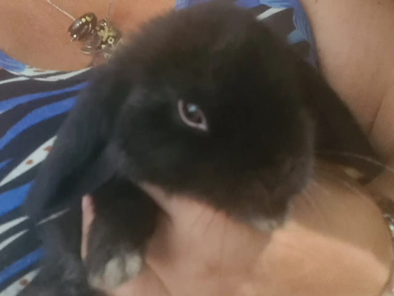 Billede 6 - Mini Lop, kanin unger 