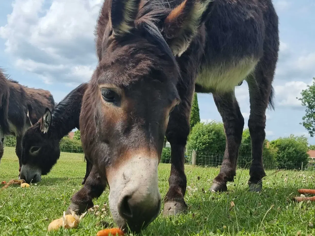 Billede 4 - Skøn æsel hingst