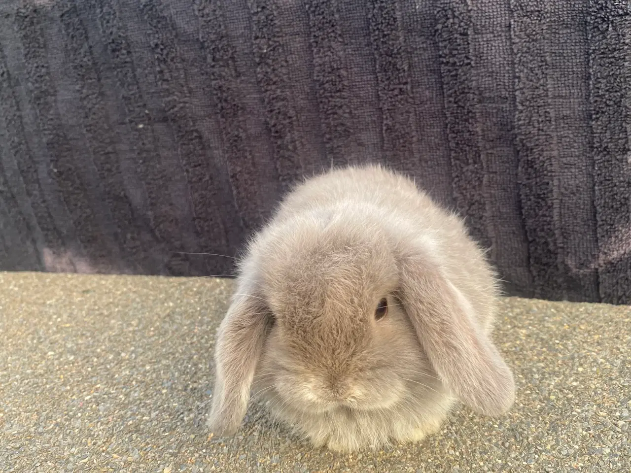 Billede 5 - Mini lop kaninunge dreng 