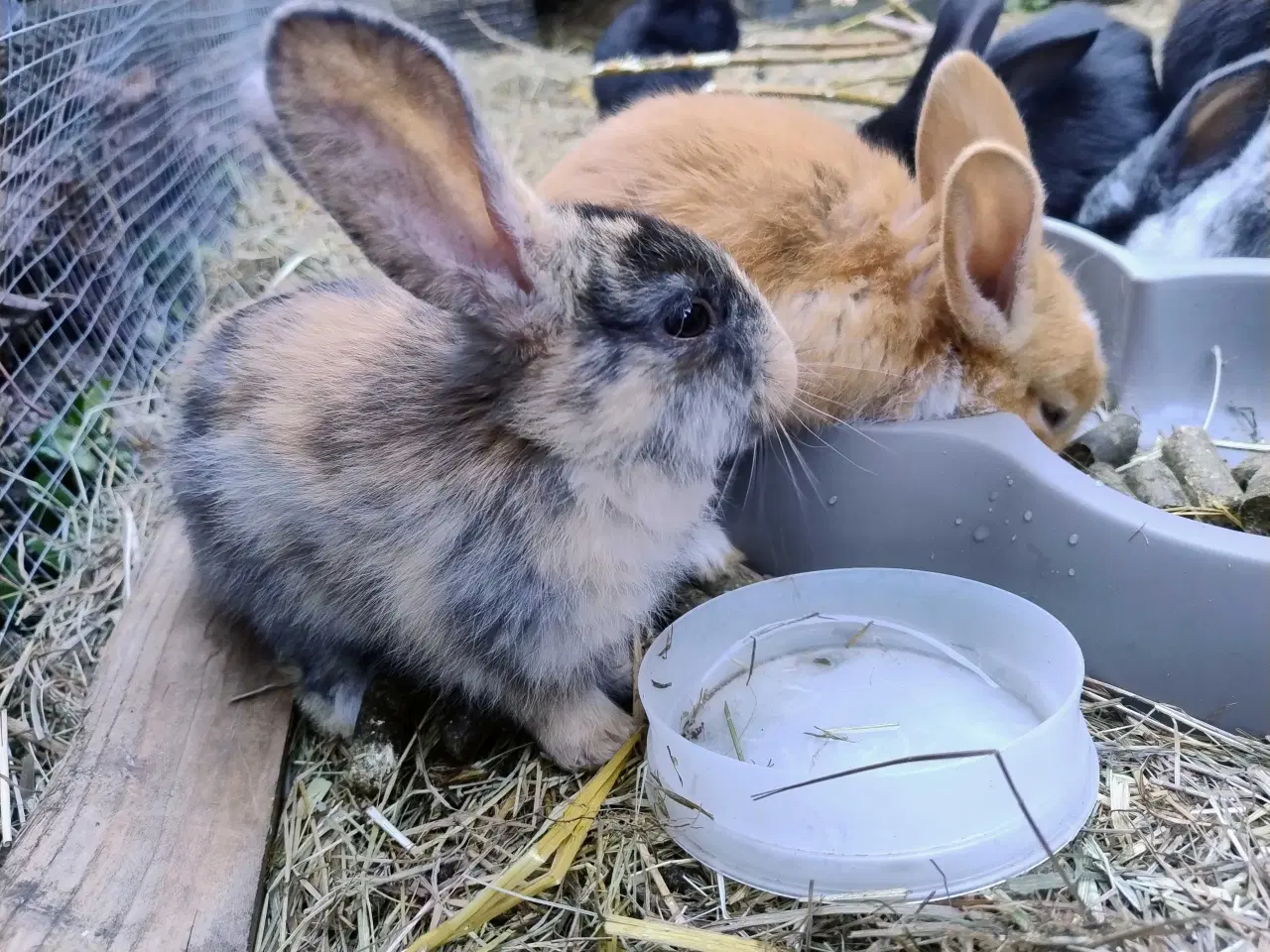 Billede 2 - Kæmpe belgisk / bourgogne 