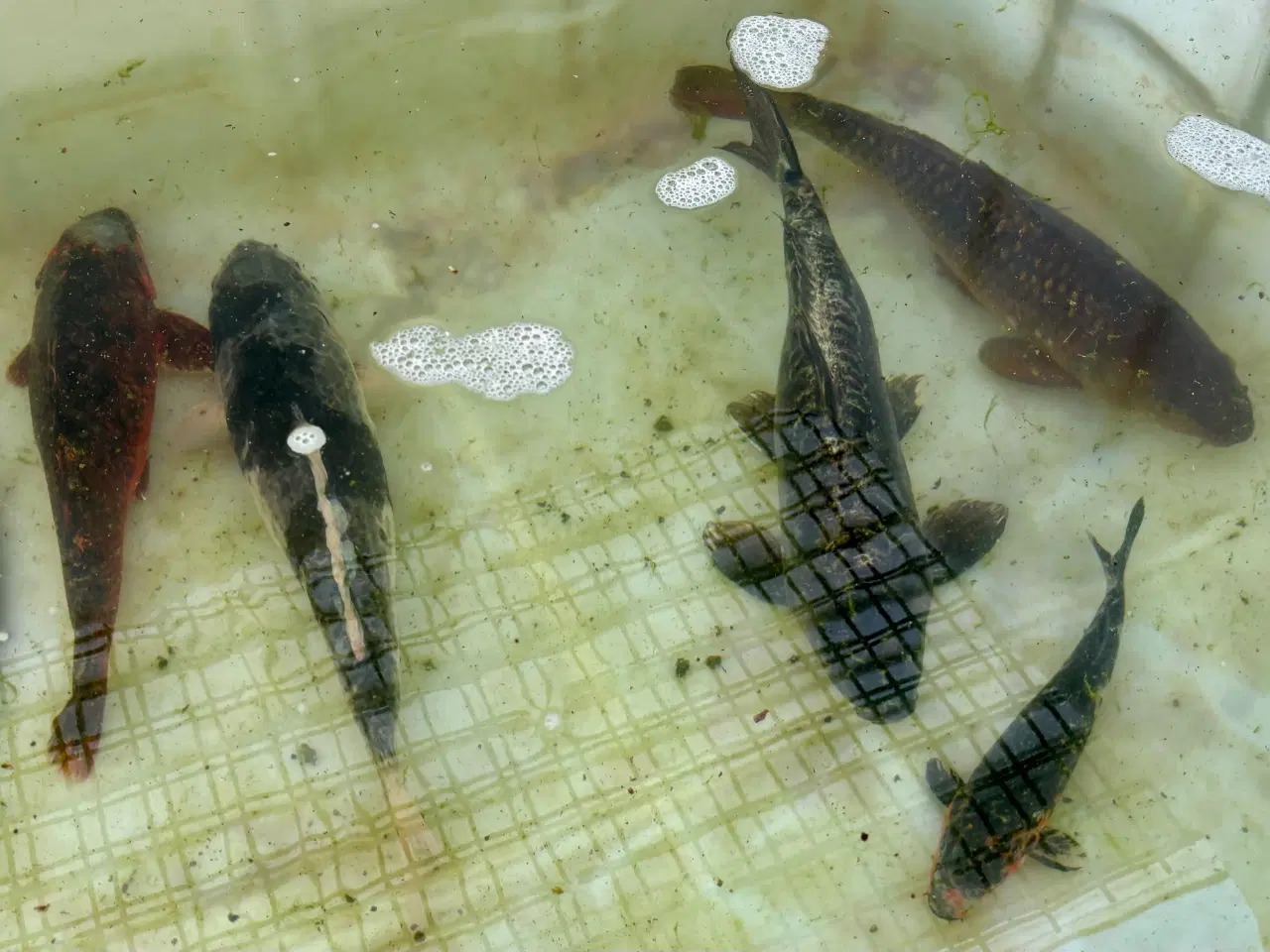 Billede 6 - 5 koikarper BILLIGT!