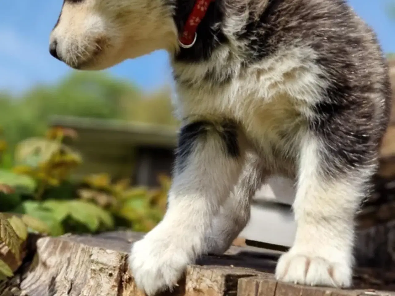 Billede 6 - Alaskan Malamute hvalpe til salg –smukke og sunde!