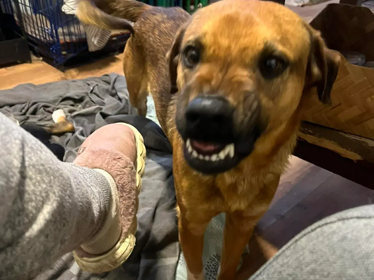 Billede 4 - Bertil med det skøre smil 🩷