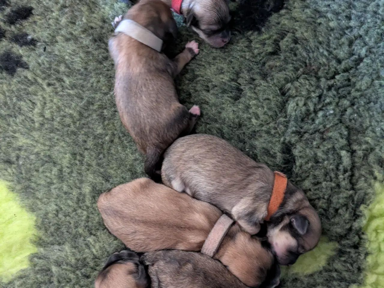 Billede 1 - Familievenlige Bomuldshund/Havanaise × Maltipoo hv