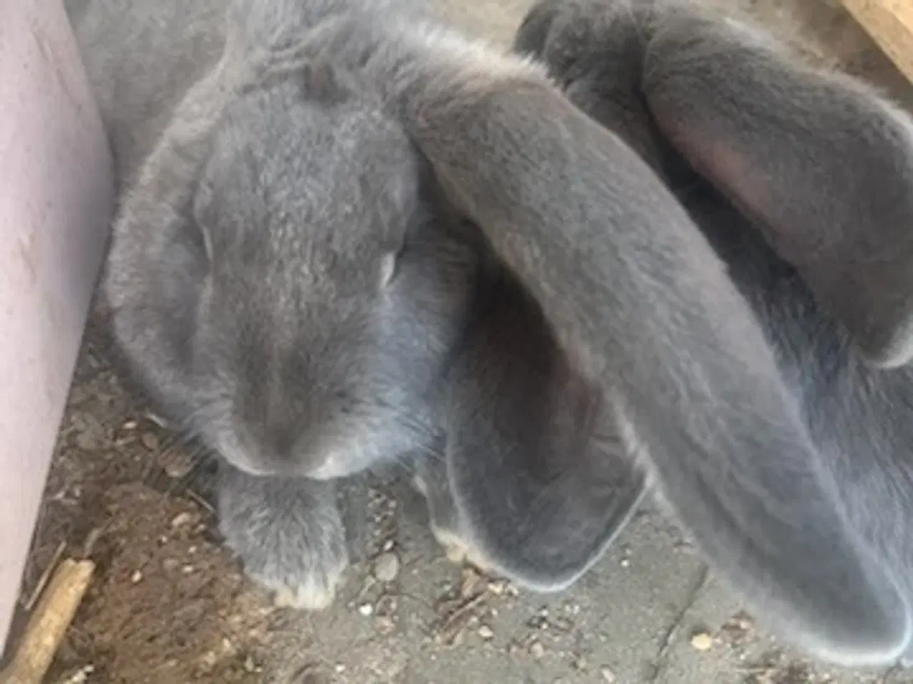 Billede 12 - Harekillinger 5 Stk.