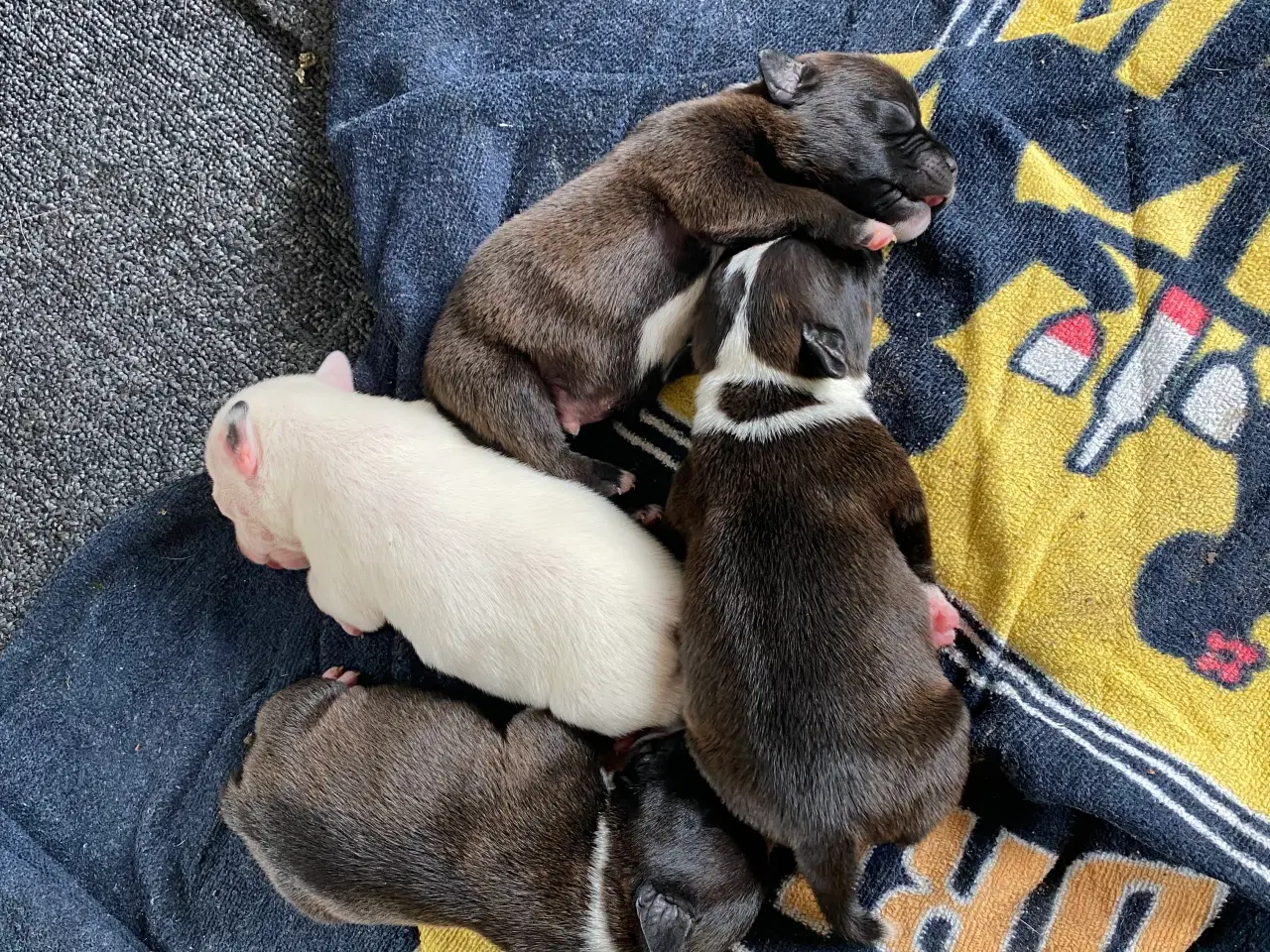 Billede 2 - Staffordshire bullterrier hundehvalpe