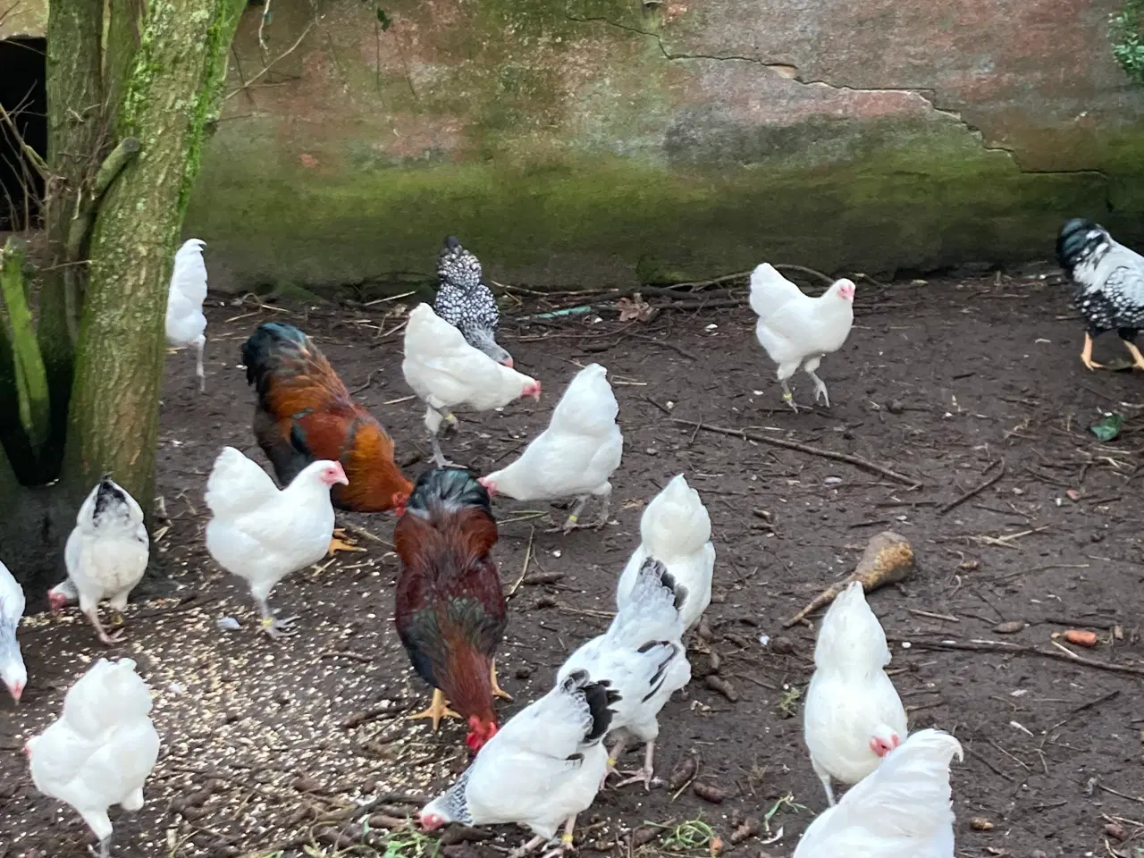 Billede 7 - Rugeæg af følgende dværghøns kan samles mod bestil