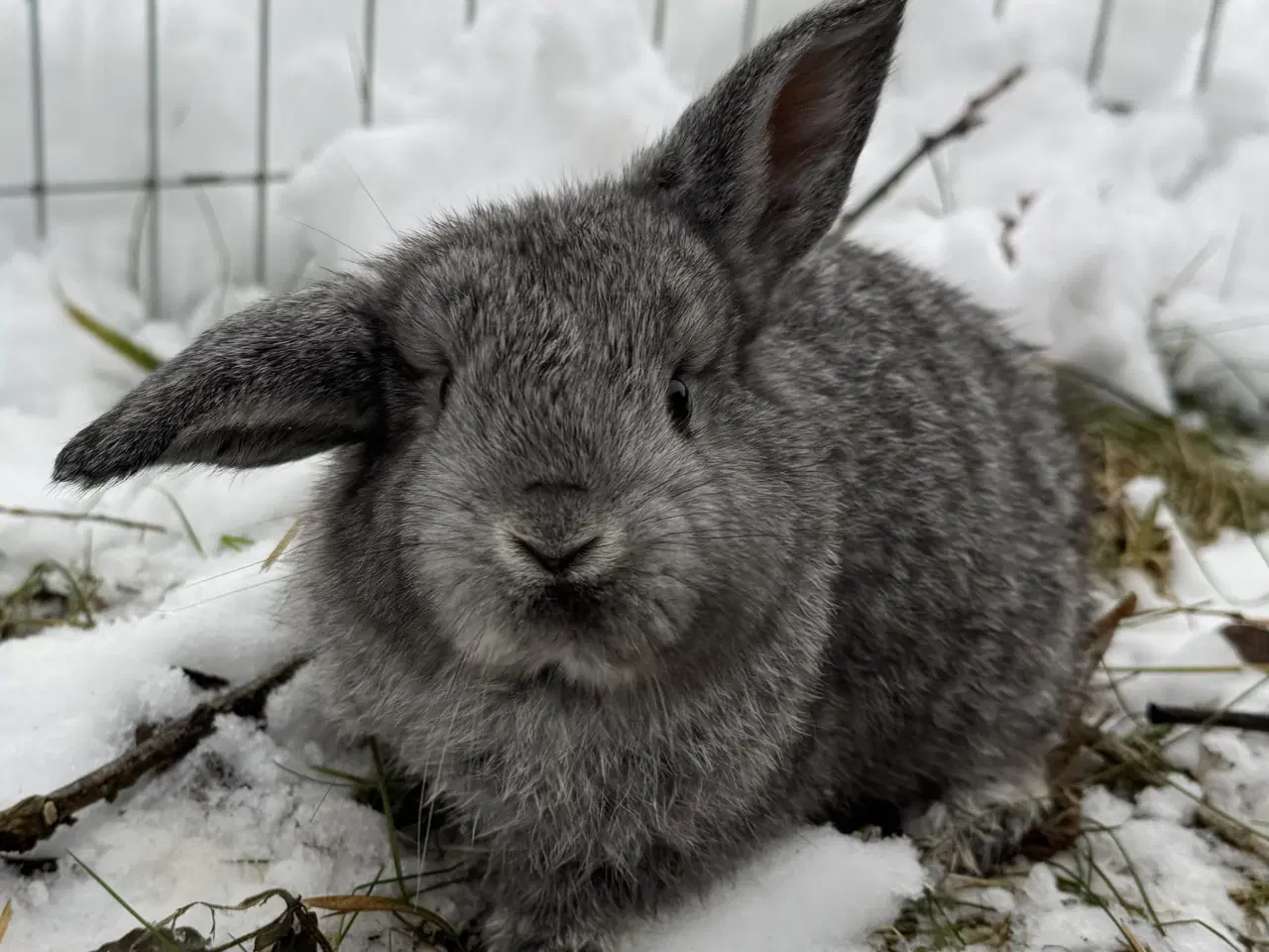 Billede 6 - Dværgvædder unger sælges 