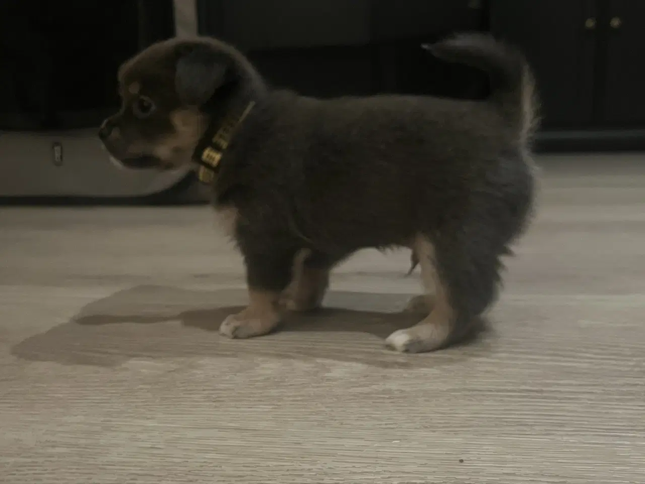 Billede 9 - Kærlighed og Charme: Skønne Pomchi-Hvalpe