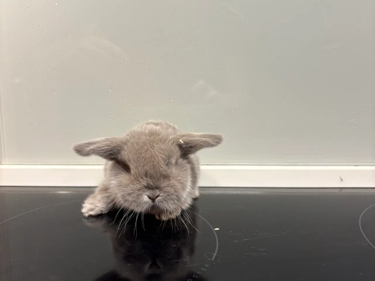 Billede 1 - Mini lop hun kanin