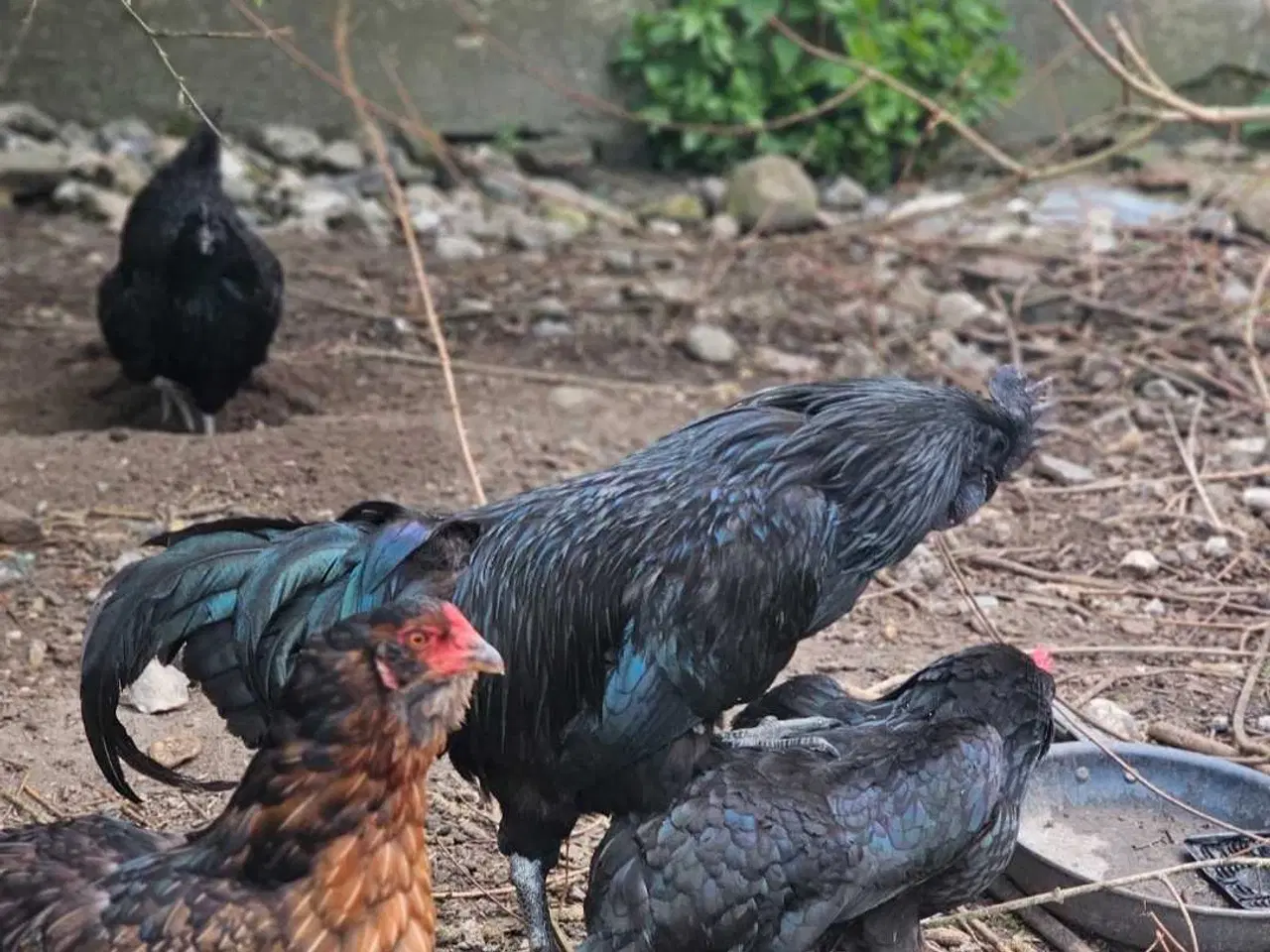 Billede 9 - Ayam Cemani rugeæg 