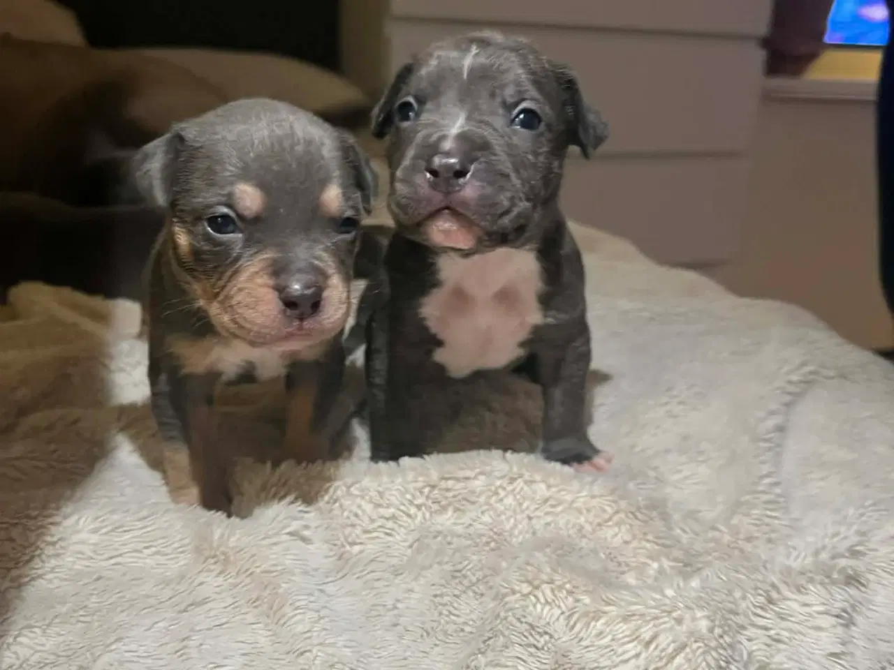 Billede 11 - American bully hvalpe 🐶 