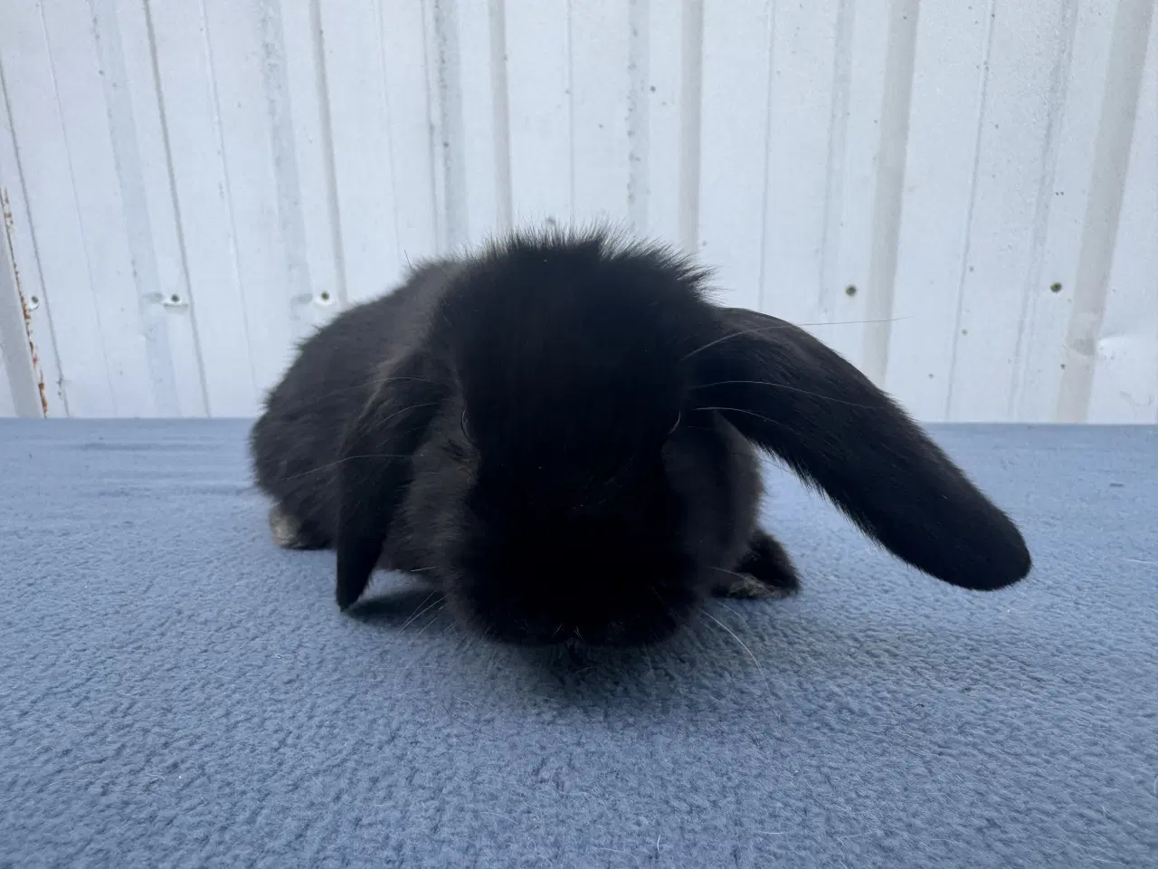 Billede 2 - Dværgvædder hun kanin