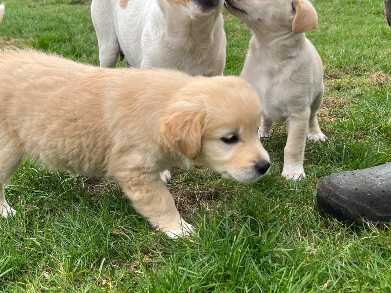 Billede 5 - 5 unikke blandingshvalpe sælges