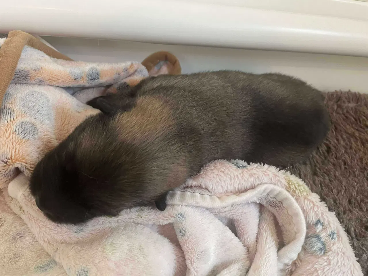 Billede 4 - Eurasier hvalpe sælges