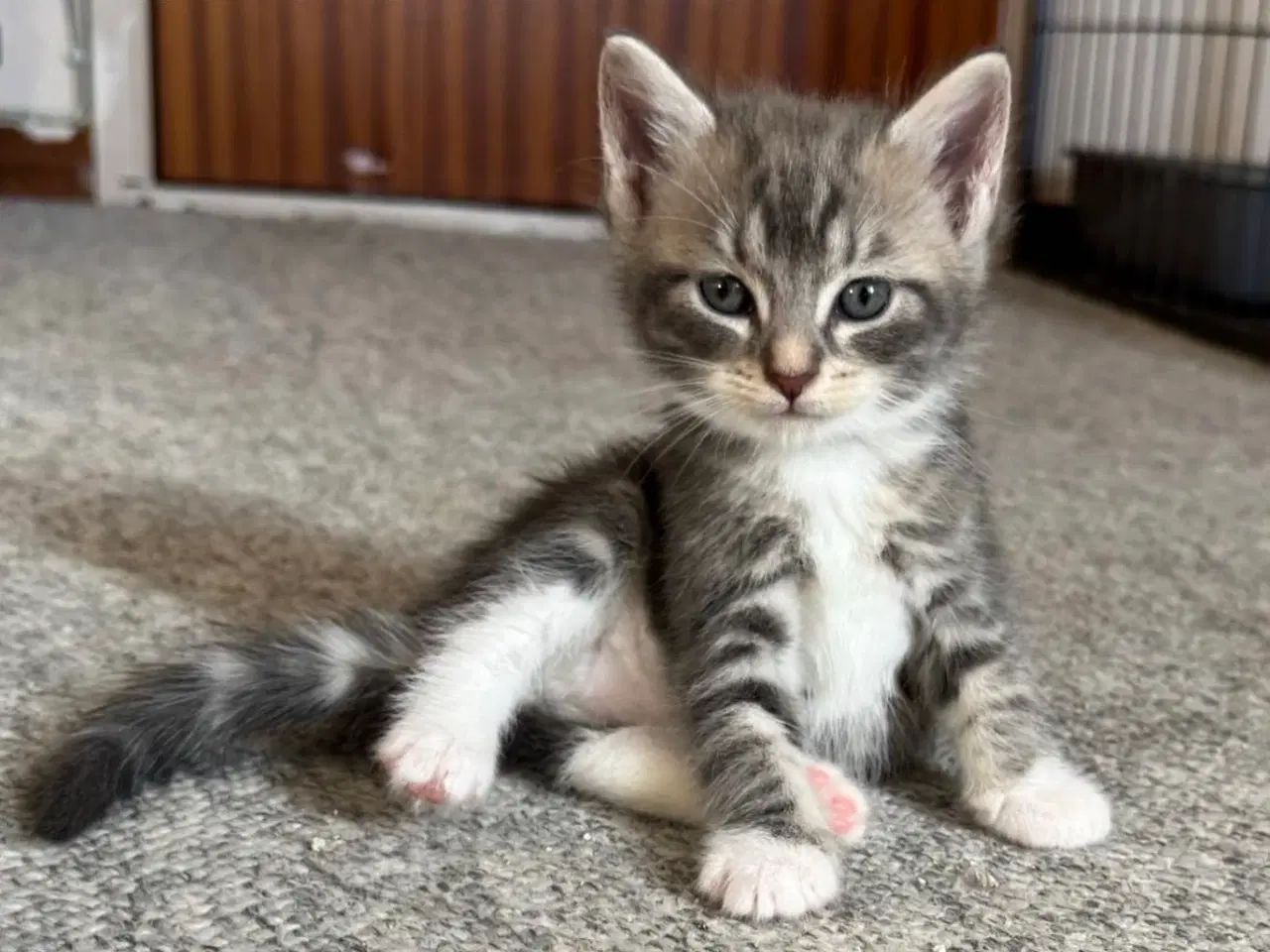 Billede 3 - Maine Coon blandings killinger sælges