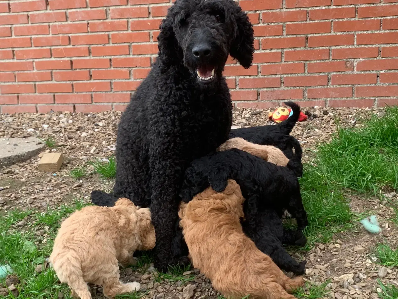 Billede 18 - Mini Golden Doodle F1B babyer 