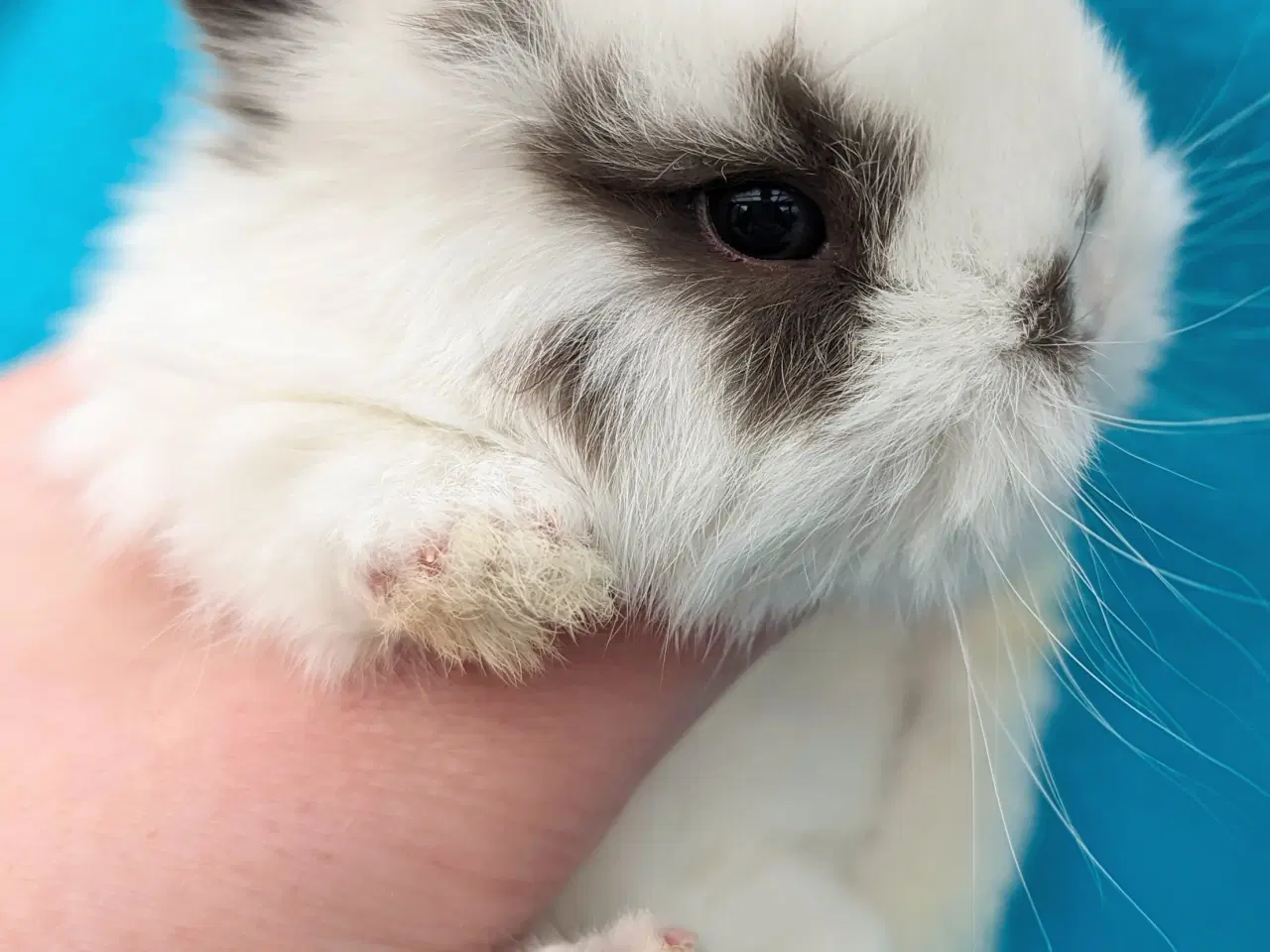 Billede 7 - Hermelin/minilop kaninunge sælges 