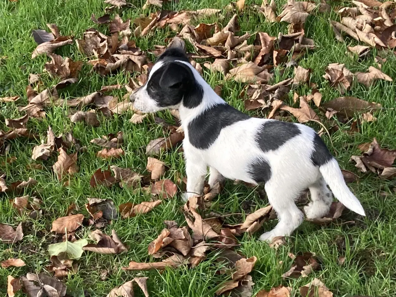 Billede 9 - Jack Russel hvalpe 